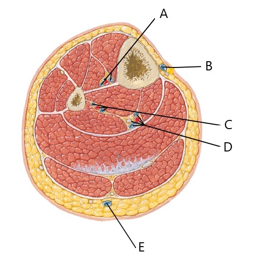 <p>Identify A, B, and D. (Leg)</p>
