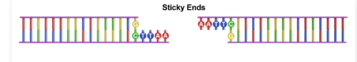 <p>DNA fragments <strong>with </strong>single-chain <strong>overhanging segments </strong>(<strong>unpaired nucleotides</strong>)</p>