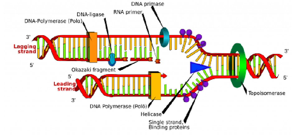 <p>Ligase</p>