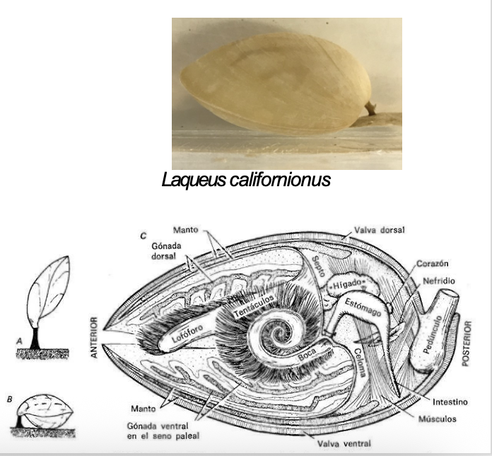<p><strong>FILO </strong>Brachiopoda<br><strong>CLASE </strong>Rhynchonellata<br><strong>GÉNERO </strong><em><u>Laqueus californionus</u></em><br><strong>CARACTERÍSTICAS </strong>Concha calcárea, pedúnculo de fijación, lofóforo interno.</p>