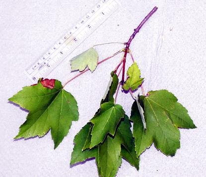 <p>scientific name</p>