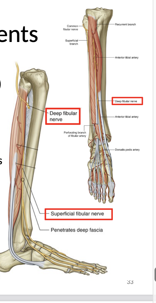 <ul><li><p>bifurcates into the<mark data-color="yellow" style="background-color: yellow; color: inherit;"> deep and superficial fibular nerves</mark></p></li></ul><p>motor:</p><ul><li><p>short head of biceps femoris</p></li></ul><p>sensory:</p><ul><li><p>lateral aspect of proximal lower leg</p></li></ul><p></p>