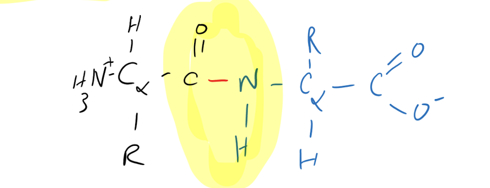 <p>Never. Peptide bond is neutral and does not have a pKa between 1 and 14</p>