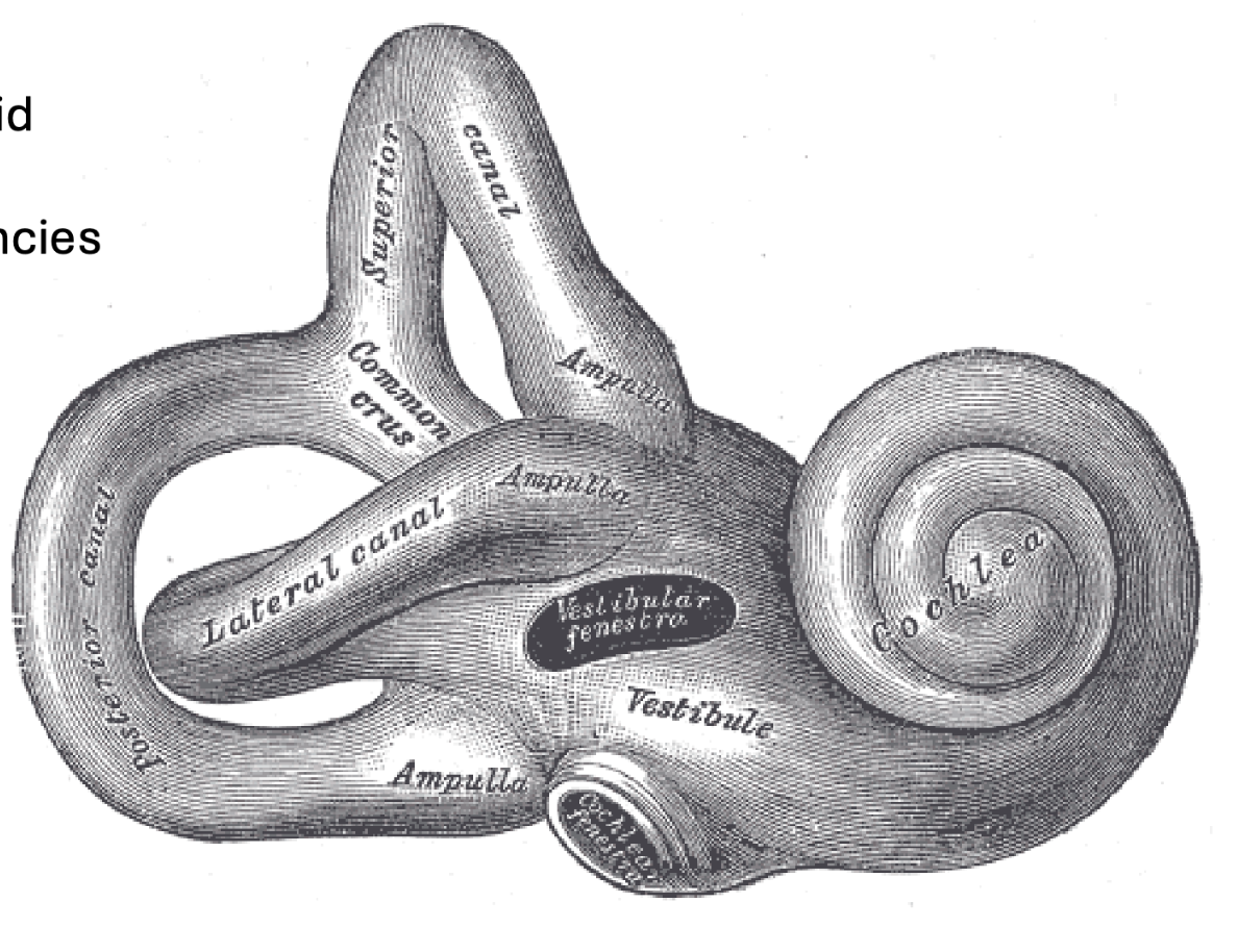 <p>Snail-shaped, fluid-filled structure <strong>where sound is converted to action potentials</strong></p><ul><li><p>Separates distinct sound frequencies</p></li><li><p>Vibrations from middle ear cause fluid inside to move</p></li></ul><p></p>