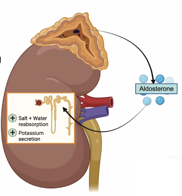 <p>Mineralcorticoid released from the adrenal gland that affects the kidney, acting on distal tubules and collecting ducts of nephrons </p><p>Actions at Nephron: increase water and soidum reabsorption and increases potassium secretion </p>