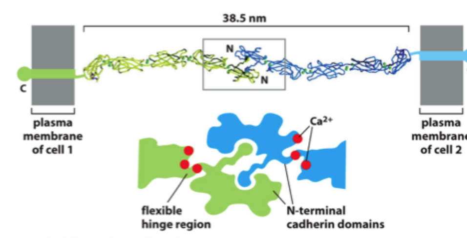 <p>Hvilken type <strong>cadherin</strong> der deltager i kontakten.</p>