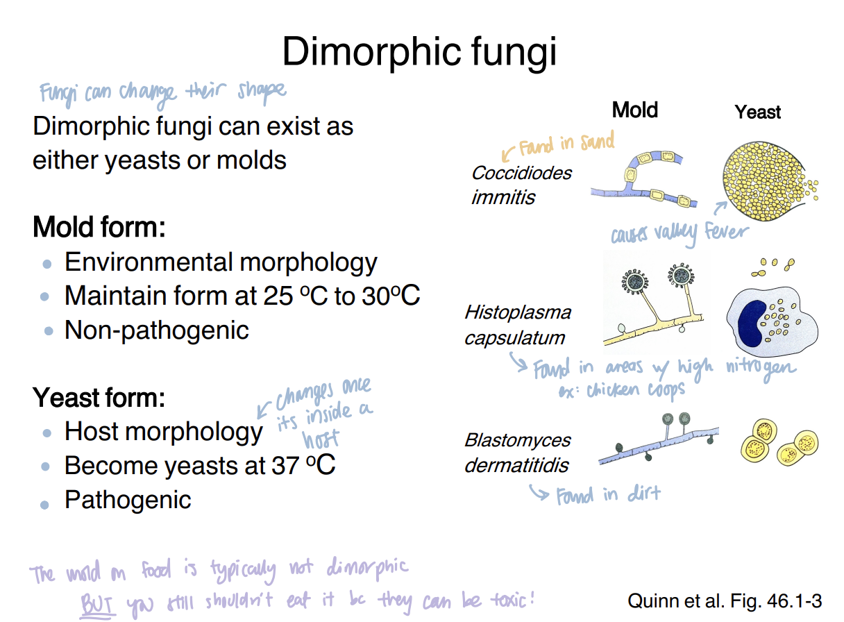 <p><strong>A dimorphic fungus is a fungus that can exist in either a mold form or a yeast form.</strong></p><p><span data-name="mag_right" data-type="emoji">🔎</span> <strong>What this means:</strong></p><p><strong>Dimorphic = two forms.</strong></p><p>Which form is present depends on the conditions described in the lecture.</p>