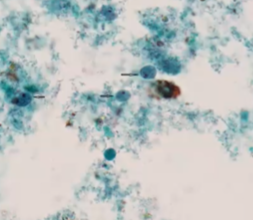 <p><span style="background-color: rgba(0, 0, 0, 0); line-height: 19.7625px;">What is the species in this photo and WHY?</span></p>