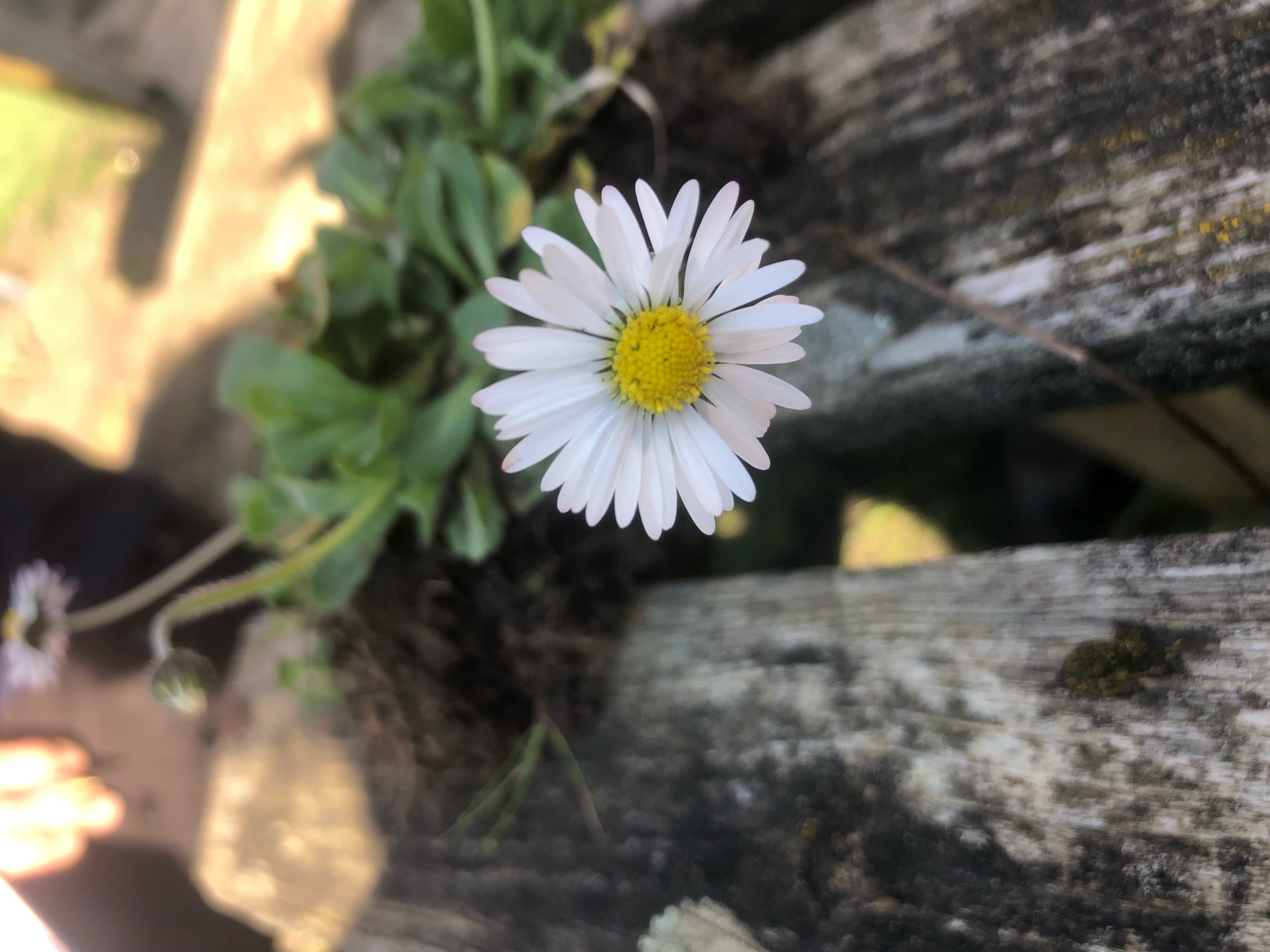 <p>Daisy Latin name</p>