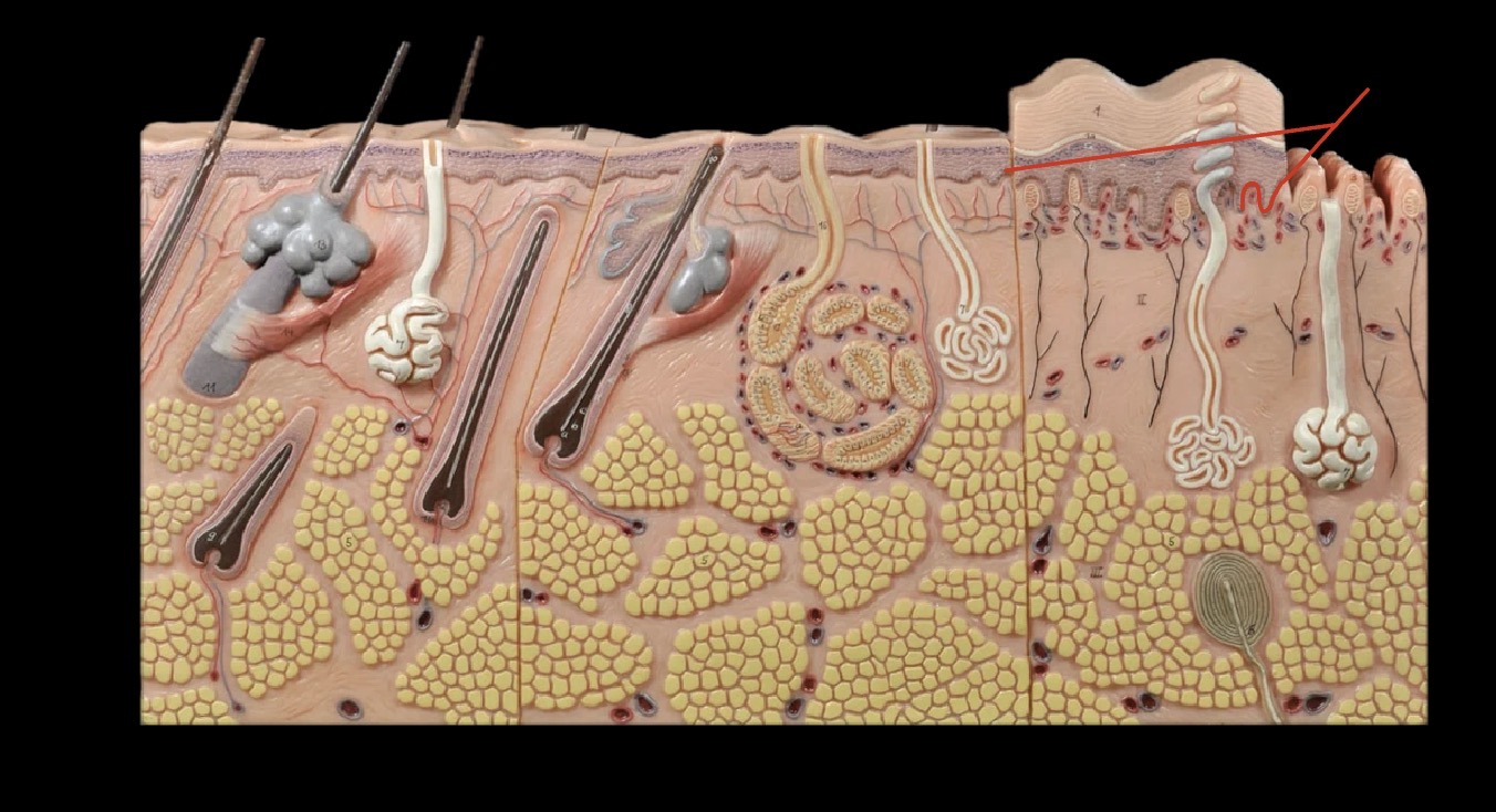 <p>What layer is this?</p>