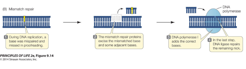 <p>These two processes, proofreading and MMR,</p><p>reduce the error rate to 1x10</p>
