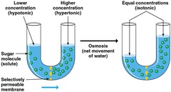 <p>The diffusion of water across a selectively permeable membrane.</p>