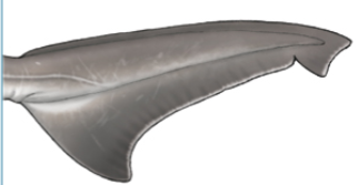 <p>Unequal-lobed, vertebral column extends into the upper lobe (e.g. sharks)</p>