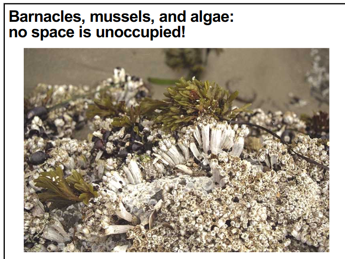 <p>describe zonation in rocky intertidal habitats</p>
