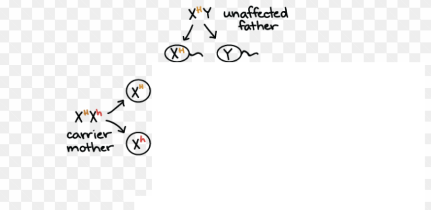 <p>Draw X-linked disorder Punnett Square for hemophilia</p>