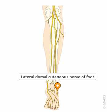 <p><span>dorsal lateral cutaneous nerve</span></p>