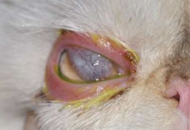 <p>What condition refers to inflammation of the eyelid skin or glands, and presents with swelling, erythema, and chemosis? This can lead to ulcerations, excoriations, and discharge. The inside and outside of the lids should be examined including the skin, palpebral conjunctiva, and Meibomian glands. It can be due to trauma (self-inflicted or external), infection (secondary, parasites, Staphylococcus), allergies (environment, drug reaction), or immune-mediated causes. Infection should be ruled out first, and deep biopsy may be needed for histo and culture. Once infection is ruled out, consider allergy or immune response based on history and if there are any other lesions.</p>