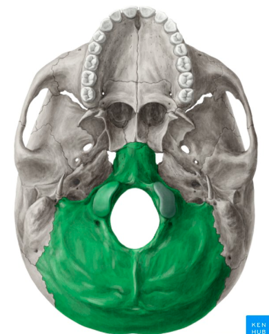 <p>two flat smooth lifts on either side of the foramen magnum </p>