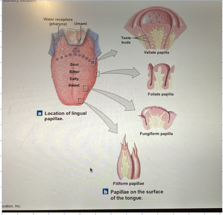 <ul><li><p>on the tongue </p></li><li><p>four types </p><ul><li><p>filiform </p></li><li><p>fungiform </p></li><li><p>foliate </p></li><li><p>vallate </p></li></ul></li><li><p>molecules have to dissolve to taste </p></li></ul><p></p>