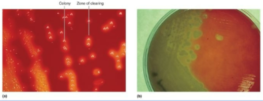 <p>Contain nutrient media and 5% sheep red blood cells</p><p>• Routine clinical use to <strong><u>grow hemolytic bacteria</u></strong></p><p>• An example of <strong><u>complex</u> </strong>and <strong><u>differential</u> </strong>media</p>