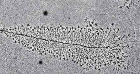 <p>because of the dark little dots connected to mRNA and many ribosomes present</p>