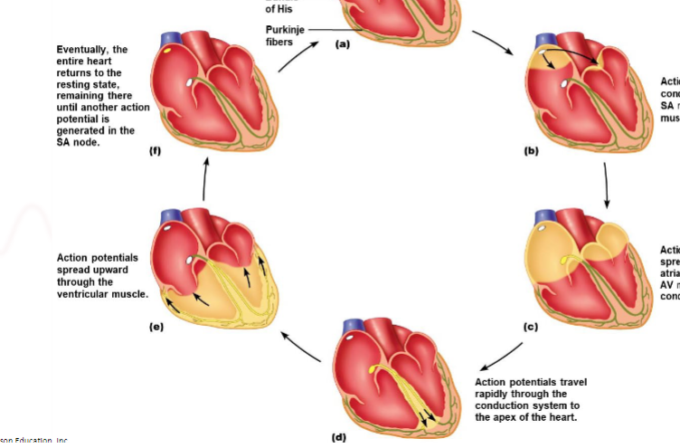 <p>rapidly through the conduction system ( AV bundle → bundle branches → Purkinje fibers</p>