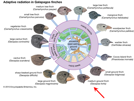 <ul><li><p>by demonstrating that all 3 necessary conditions are met</p><ul><li><p>e.g., beak depth in Medium Ground Finches on Daphne</p></li></ul></li></ul><p></p>