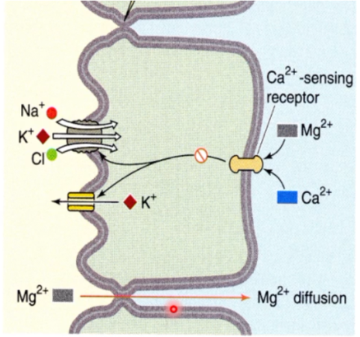 <p>may be inhibited by loop diuretics and activation of a Ca2+ - sensing receptor (which also sense Mg2+</p>