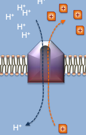 <p>What type of cell membrane transport requires work and moves ions against the gradient?</p>