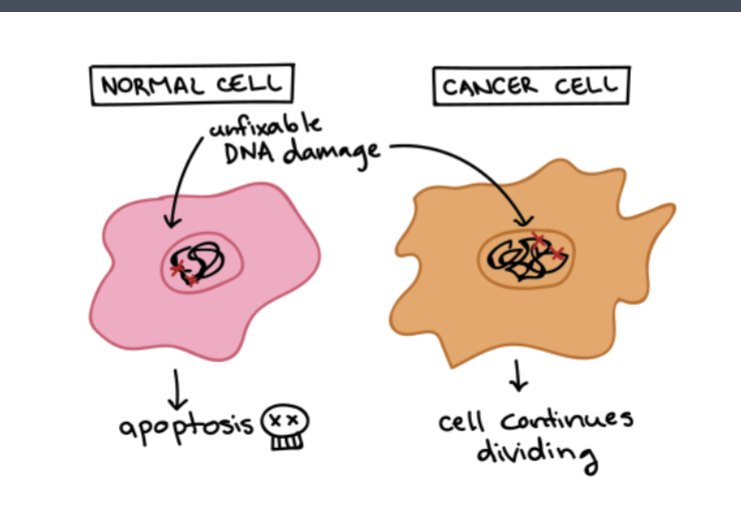 <p>these cells are heritable</p>