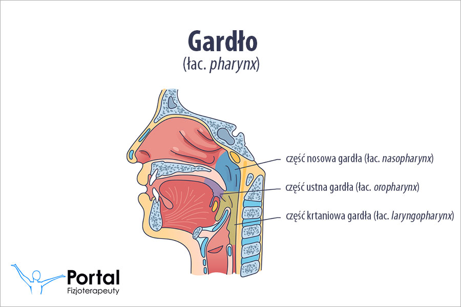 <p>Gardło dzielimy na trzy główne części: <strong>część nosową</strong>, <strong>ustną</strong> oraz <strong>krtaniową</strong>. Jego ściana ma budowę warstwową, składającą się z błony śluzowej, tkanki podśluzowej, silnej warstwy mięśniowej (zwieraczy i dźwigaczy gardła) oraz zewnętrznej przydanki. Odpowiada za transport powietrza i pokarmu i głosową</p><p></p>