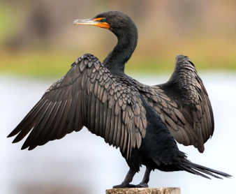 <p>Species, family, order?</p>