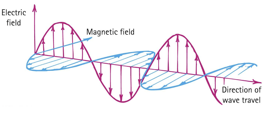 <p>Electric and magnetic fields are perpendicular to each other and to the direction of motion of the wave</p>