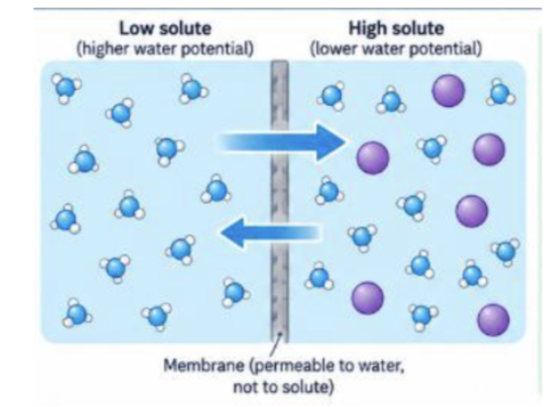 <p>because of chance → water constantly moves randomly (no energy needed) </p><ul><li><p>when solute interacts with water, it makes water on the solute side less likely to escape back the membrane </p></li><li><p>WATER MOVES IN BOTH DIRECTIONS</p></li></ul><p></p>