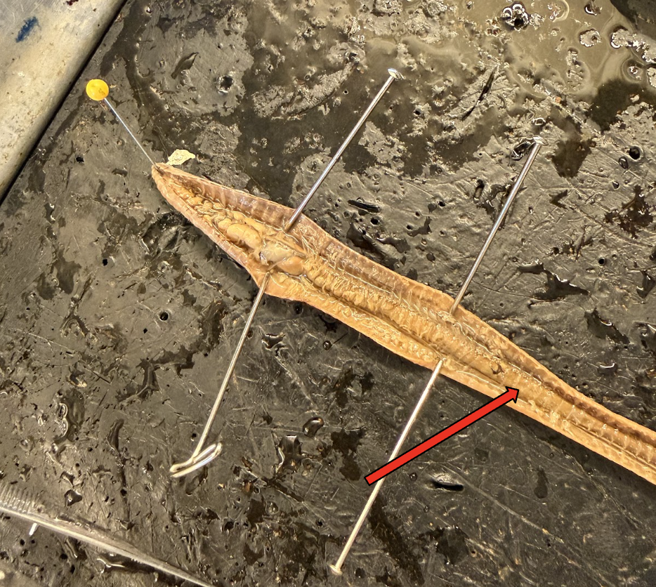 <p>What is this Structure? What is the Function?</p>