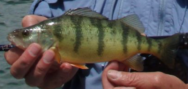 <p>Perca flavescens</p><p>nonnative</p><p>green with golden yellow on sides, 6-8 dark vertical bands, belly off-white/yellow, lower fins orange-ish, large notch in dorsal fins</p>