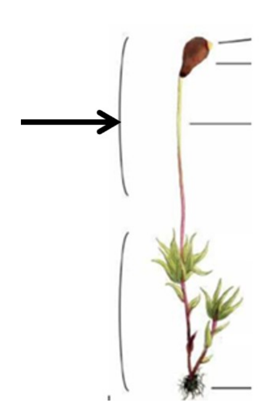 <p>Which generation is shown? (being pointed to)</p>