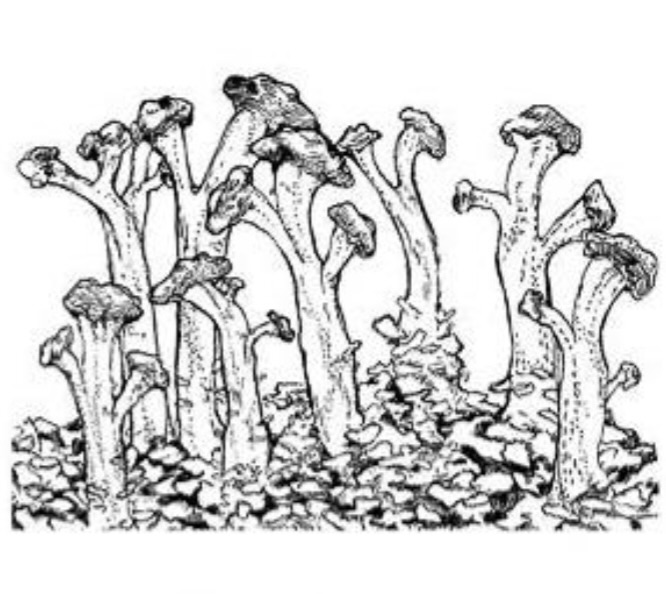 <p>have a more 3-dimensional, shrubby growth</p>