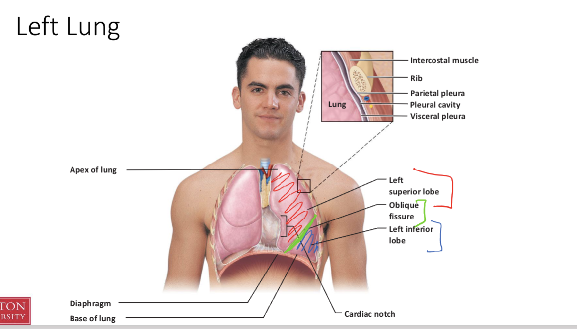<p>Red = left superior lobe</p><p>Green = oblique fissure </p><p>Blue = Left inferior lobe </p>