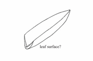 <p>A leaf surface with a longitudinal ridge resembling the keel of a boat.</p>