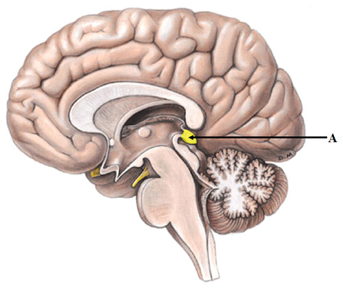 <p>Forms roof of 3rd ventricle has connections between limbic system and other parts of brain contains the pineal body (which secretes melatonin)</p>