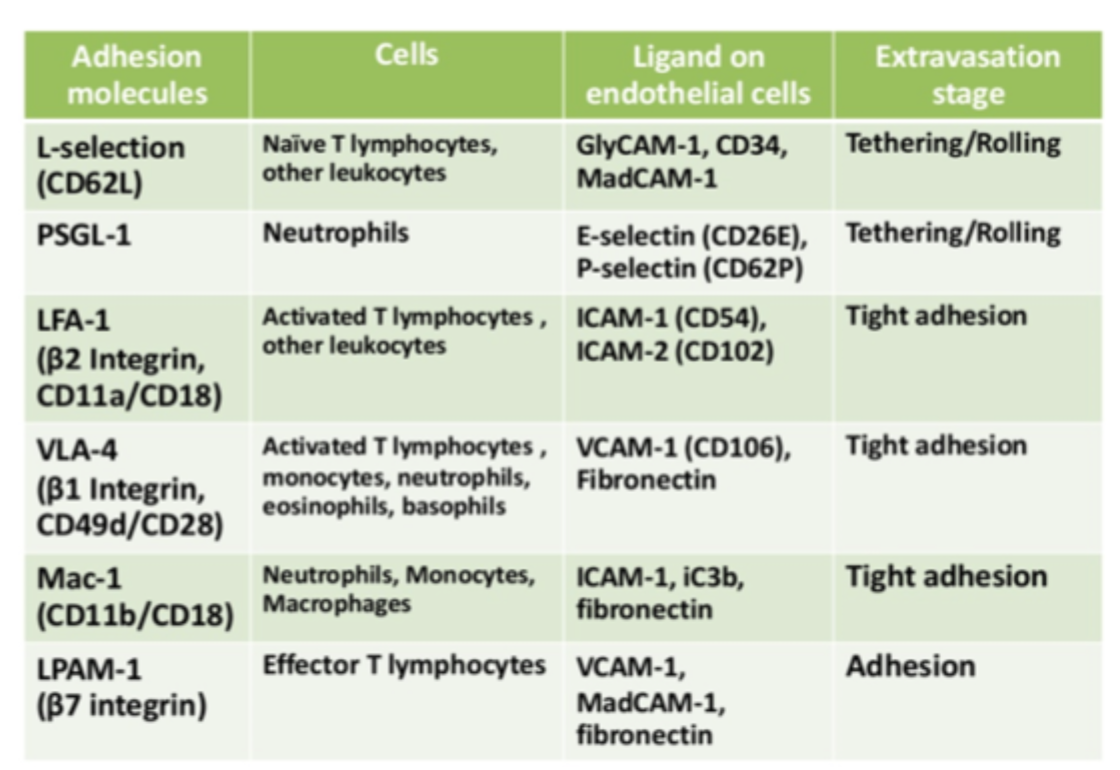 <p>Til <strong>VCAM-1</strong> og nogle gange også fibronectin.</p>