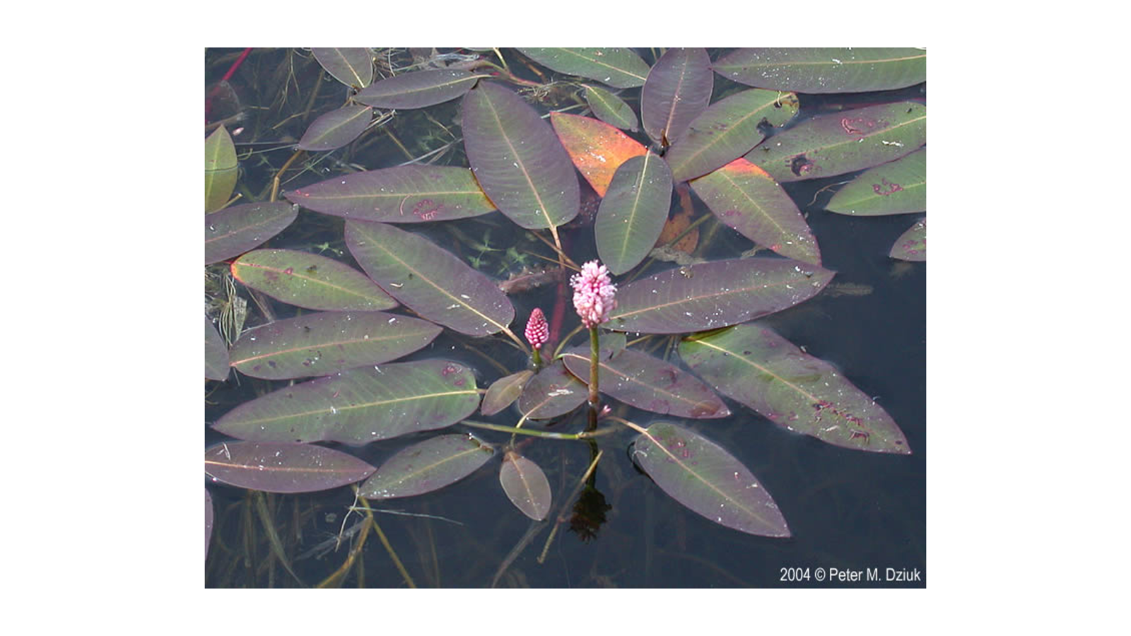 <p>Persicaria amphibia</p>