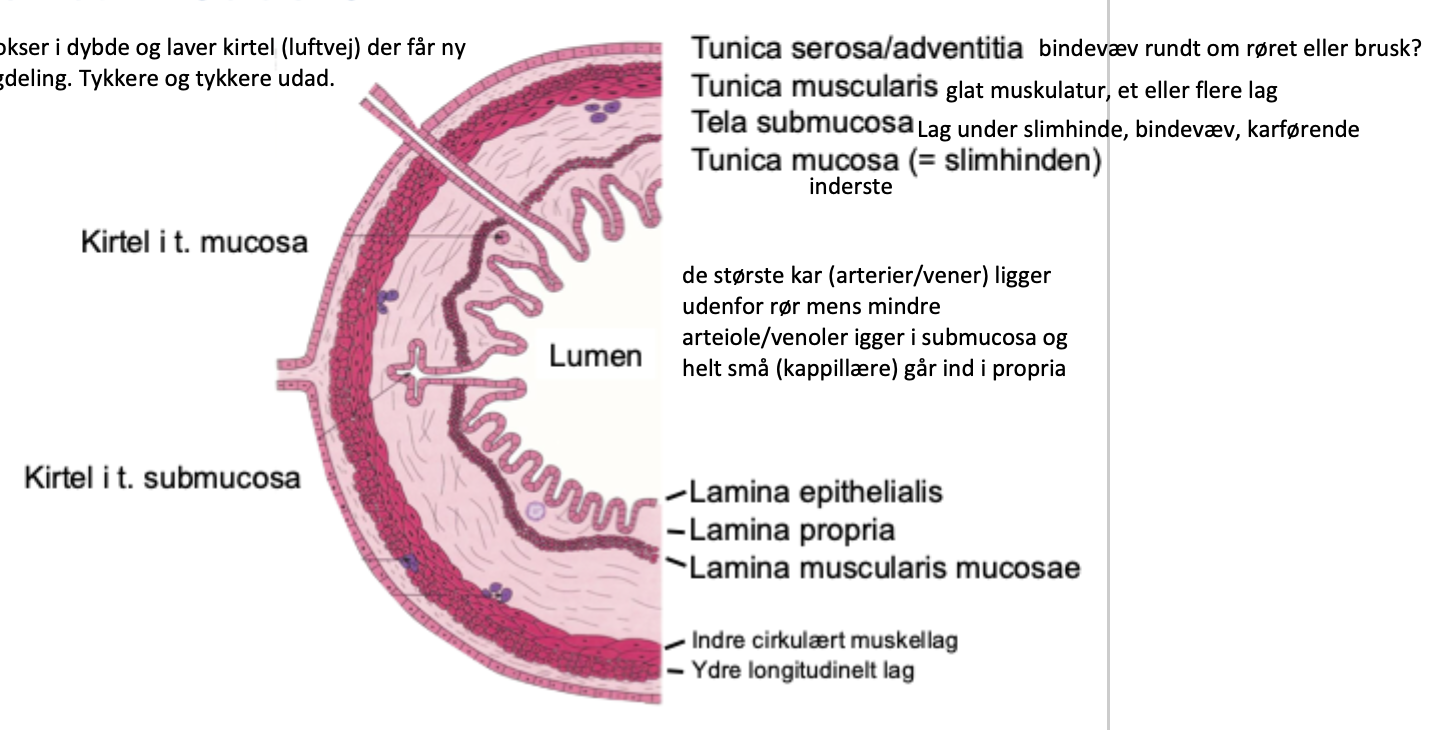 <p>Elastic fibres permit repeated stretching and recoil during breathing</p>
