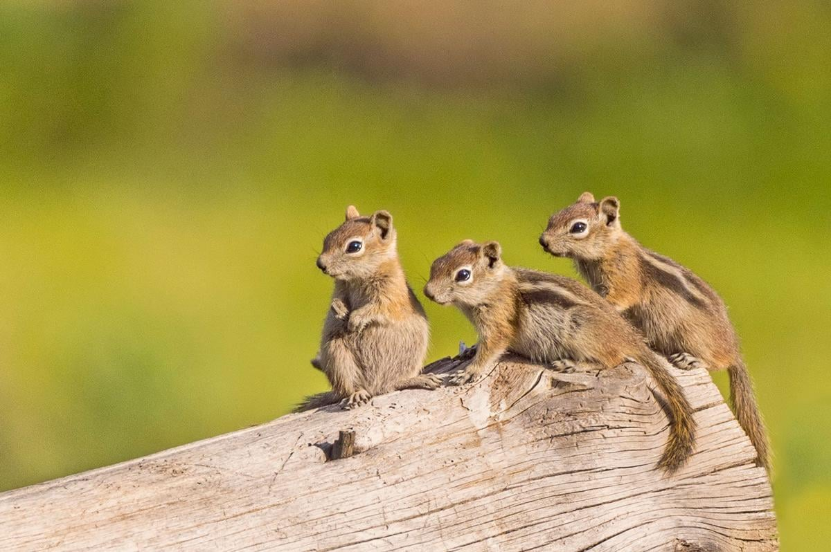 <p><strong>Superficially similar to chipmunks, but larger, with stripes on a broader face.</strong></p>
