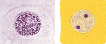 <p>what stage of mitosis is this? what type of cell is this?</p>
