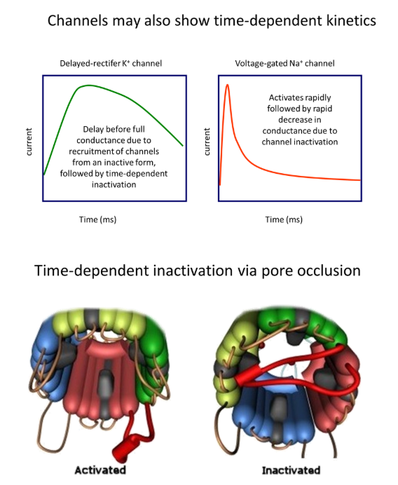 <p><strong>pore occlusion:</strong></p><ul><li><p><strong>cytoplasmic loops</strong> of the protein are able to block the ion channel</p></li><li><p>these are out of the way when the channel is active, but it <strong>changes conformation with time</strong> to <strong>block </strong>the channel</p></li><li><p>the <strong>kinetics </strong>of the ion channel are dependent on the speed <strong>dynamics </strong>of the cytoplasmic loop </p></li></ul><p></p>