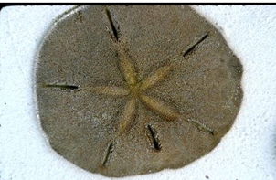 <p>Phylum<br>Class</p>