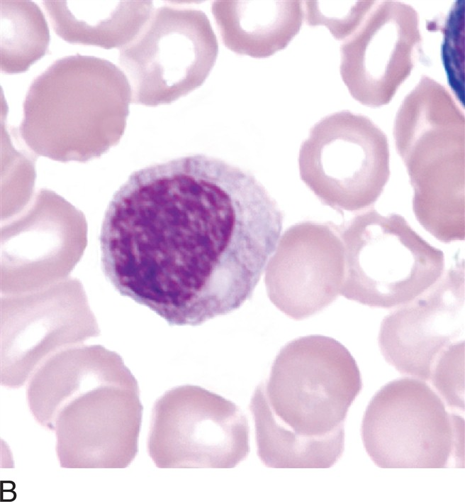 <p>what is a myelocyte?</p>