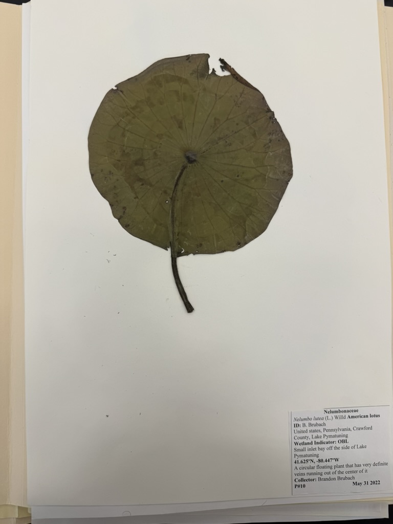<p>American lotus</p>